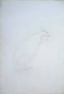 Endeavour Prints: Macropus sp. kangaroo