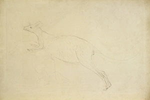 Macropus sp., kangaroo Macropus sp., kangaroo