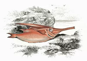 Spine Gallery: Macroramphosus scolopax, or Longspine Snipefish