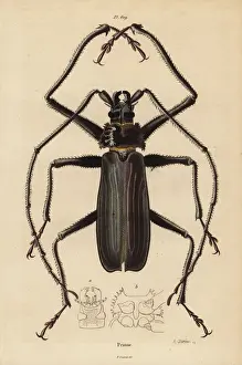 Naturelle Prints: Macrotoma hayesii beetle