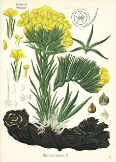 Macrotomia densiflora