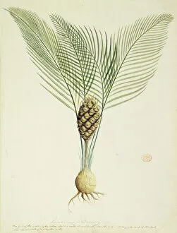 Monocotyledon Collection: Macrozamia communis, burrawang palm