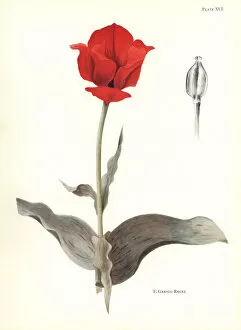 Katherine Gallery: Maculate tulip, Tulipa greigii