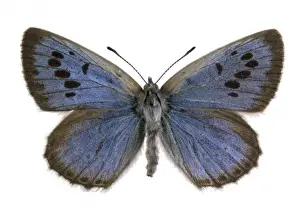 Maculinea arion, large blue