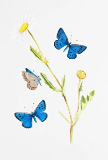 Larvae Collection: Maculinea arion, large blue