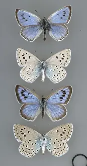 Lycaenid Prints: Maculinea arion, large blue butterfly