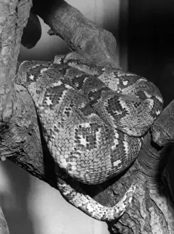 Madagascan Boa