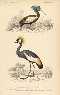 Pavonia Collection: Madagascan crested ibis and grey crowned crane (endangered)