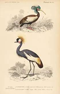 Madagascan Collection: Madagascan crested ibis and grey crowned crane (endangered)