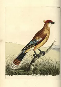Variegated Gallery: Madagascan cuckoo-roller or Courol, Leptosomus discolor