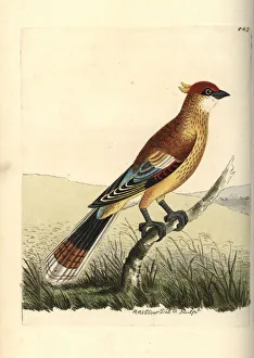Madagascan Collection: Madagascan cuckoo-roller or Courol, Leptosomus discolor