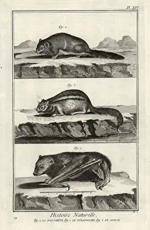 1774 Prints: Madagascan rousette, Siberian flying squirrel and eastern chipmu