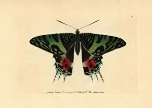 Madagascan Collection: Madagascan sunset moth, Chrysiridia rhipheus