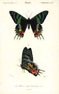 Madagascar Gallery: Madagascan sunset moth, Chrysiridia rhipheus