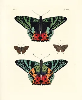 Madagascan Collection: Madagascan sunset moth and pan hairstreak