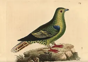 Madagascar green pigeon, Treron australis