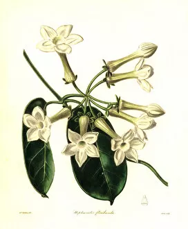 Madagascar Gallery: Madagascar jasmine, Marsdenia floribunda