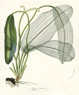 Madagascar laceleaf, Aponogeton madagascariensis