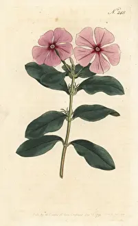 Sydenham Prints: Madagascar periwinkle, Catharanthus roseus
