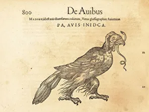 Cambier Prints: Madagascar serpent eagle, Eutriorchis astur. Endangered