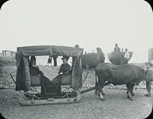 Madeira, A Bulllock Sleigh