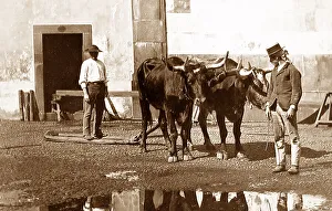 Bullock Prints: Madeira Bullock Sledge Victorian period