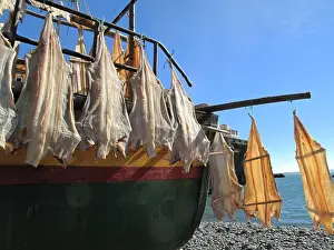 Cured Prints: Madeira, Camara de Lobos - Fishing boat - drying fish