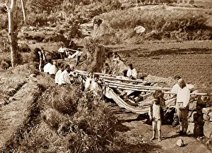 Madeira hammock men