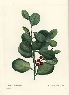Arbustes Gallery: Madeira holly, Ilex perado