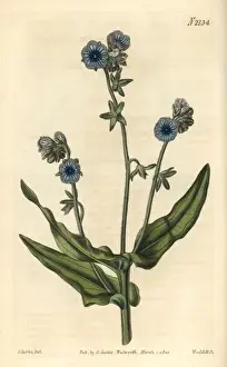 Madeira hounds tongue, Cynoglossum pictum