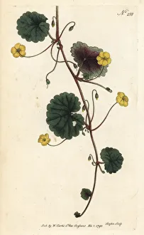 Madeira Gallery: Madeira moneywort, Sibthorpia peregrina