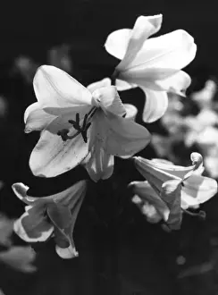 Madonna Lilies