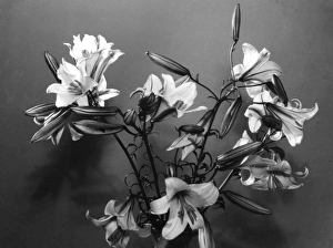 Madonna Lilies Madonna Lilies