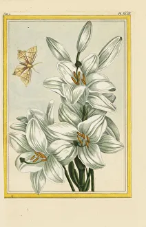 Lily Gallery: Madonna lily, Lilium candidum