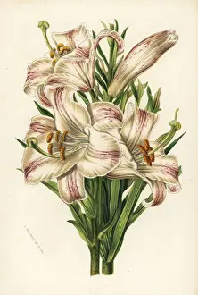 Madonna lily, Lilium candidum
