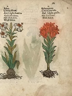 Madonna lily, Lilium candidum, and orange