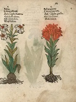 Bulb Prints: Madonna lily, Lilium candidum, and orange