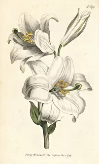 Curtis Collection: Madonna lily or white lily, Lilium candidum