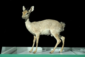 Antilopine Gallery: Madoqua saltiana, Salts dik-dik