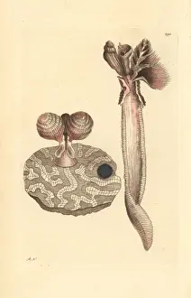 Madrepore Prints: Madrepore terebella, Terebella madreporarum