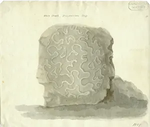 Coral Prints: Madrepore from the white chalk, Hunstanton Cliff