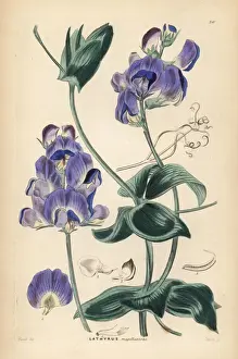 Shrubbery Prints: Magellan everlasting pea or Lord Ansons pea