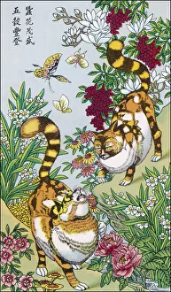 Rats Gallery: MAGIC CATS OF CHINA
