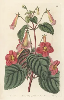 Guatemala Prints: Magic flowers, Achimenes skinneri
