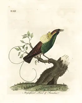 Magnificent bird-of-paradise, Diphyllodes magnificus