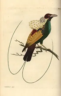 Magnificent bird-of-paradise, Diphyllodes magnificus