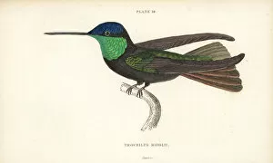 Trochilus Collection: Magnificent hummingbird, Eugenes fulgens