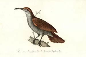 Magnificent riflebird, Lophorina magnifica (female)