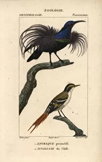 Magnificent Gallery: Magnificent riflebird, Ptiloris magnificus