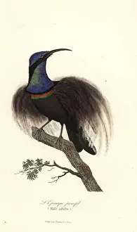 Magnificent riflebird, Ptiloris magnificus
